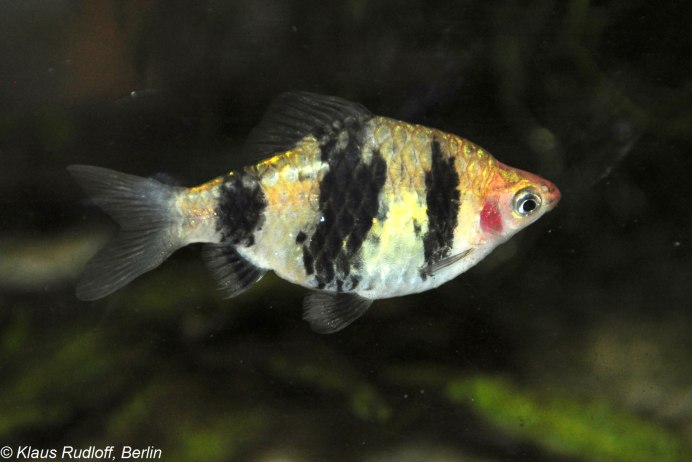Pethia nigrofasciata