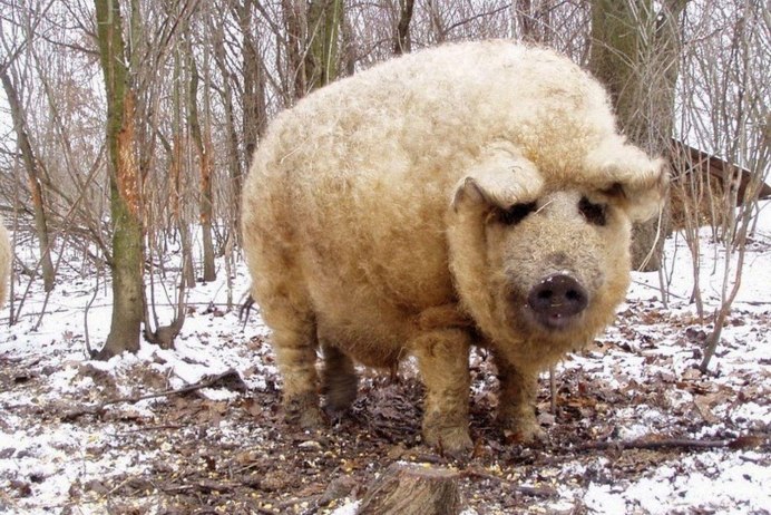 Сибирская мангалица