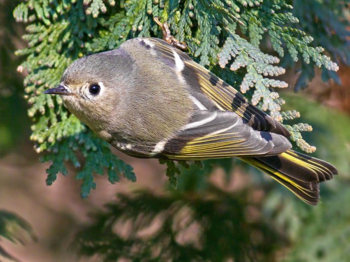 Желтоголовый королёк (Regulus Regulus)