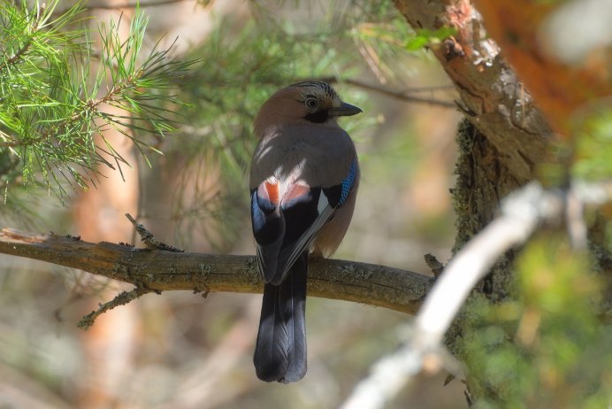 Свиристель обыкновенный (Bombycilla garrulus)