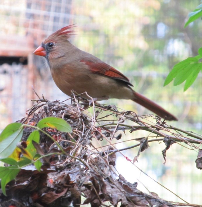 Желтоголовый королёк (Regulus Regulus)