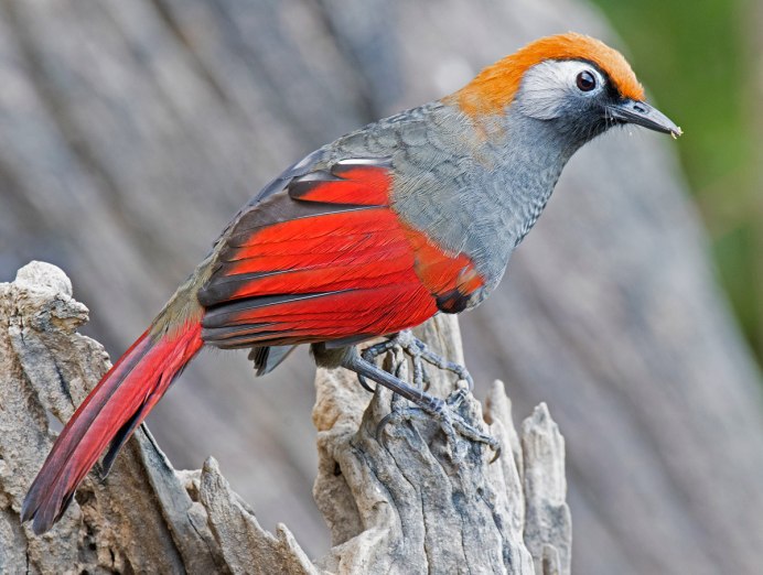 Ронжа птица