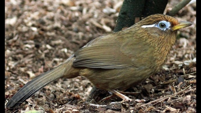 Китоглав лампа Дэви