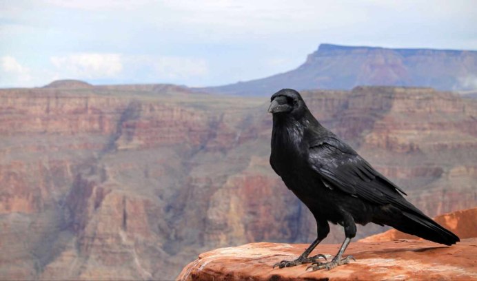 Птица сорокопут жулан