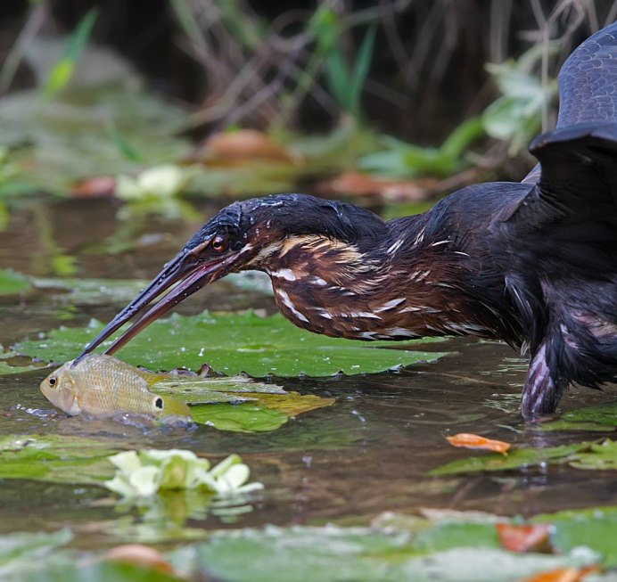 Серебрица птица фото