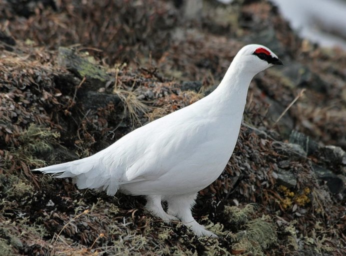 Кустарница птица