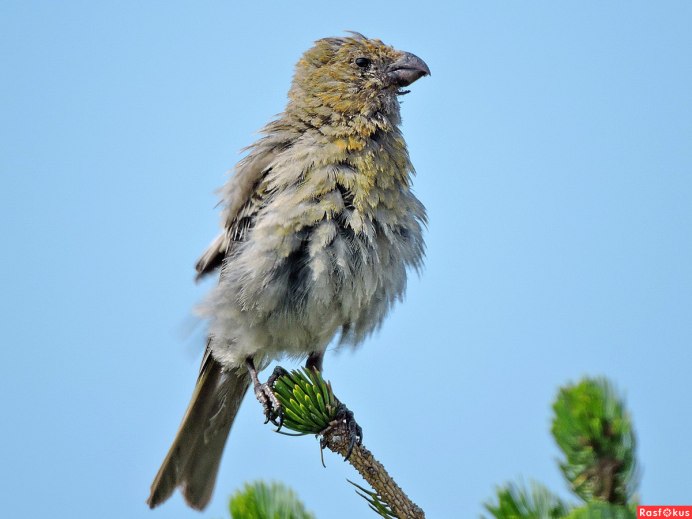 Фотограф Джонсон Чуа