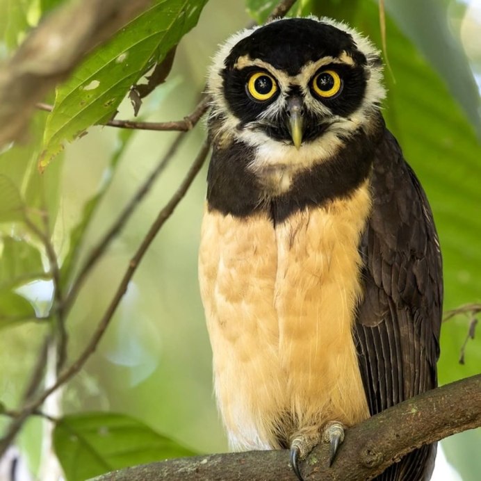 Белоклювый ворон