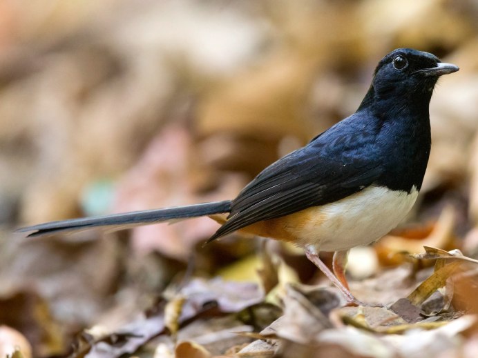 Малая выпь волчок