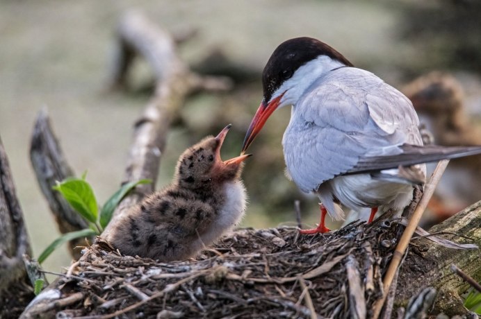 Блестящий ворон Corvus splendens
