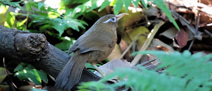 Зимородок Кукабарра