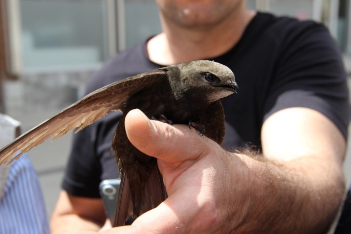 Лысый (Лесной) Ибис.