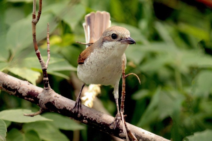 Ворона кар кар