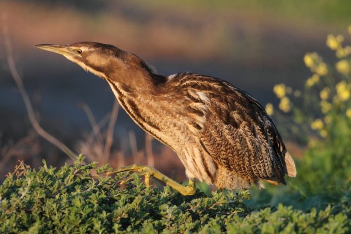 Сорокопут жулан