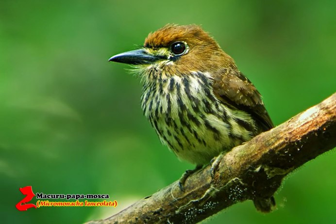 Очковая Неотропическая Сова