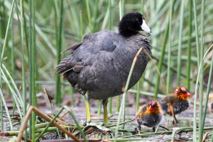 Воронята птенцы ворона