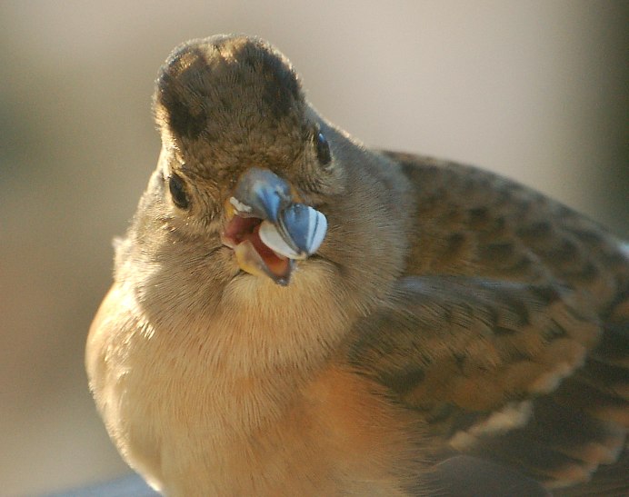 Птица типа воробья