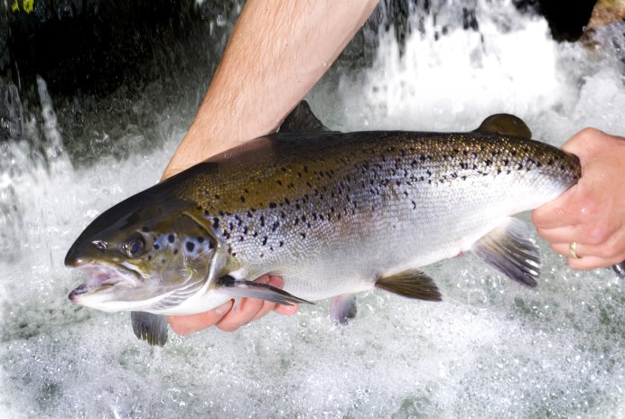 Радужная форель Oncorhynchus mykiss