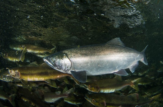Чавыча Oncorhynchus tshawytscha