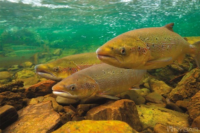 Атлантический лосось Salmo Salar