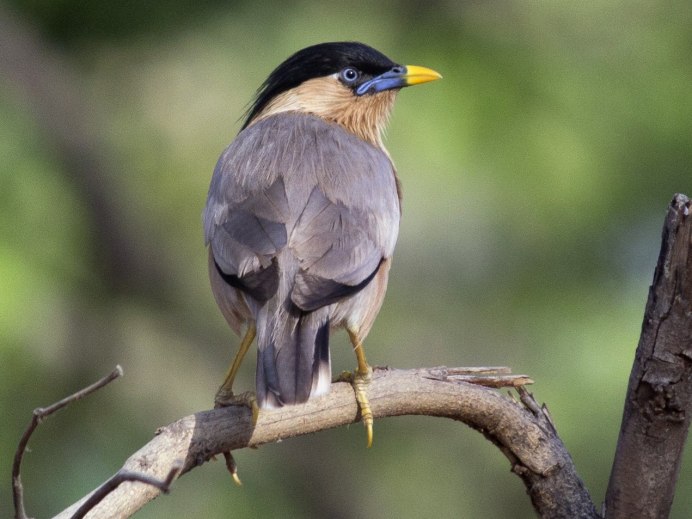 Браминский скворец (Sturnus pagodarum)