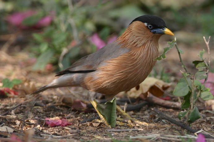 Браминский скворец (Sturnus pagodarum)
