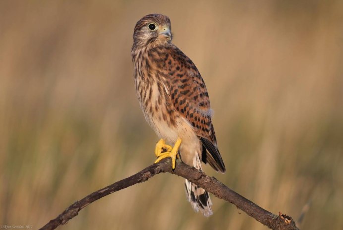 Пустельга Falco tinnunculus