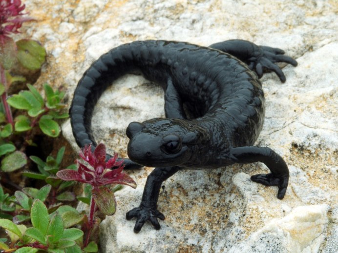 Огненная саламандра Salamandra Salamandra