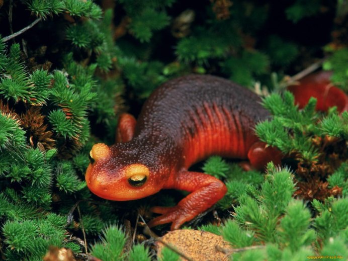 Salamander Lizard