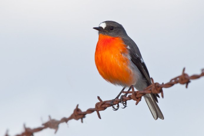 Зарянка – Erithacus rubecula