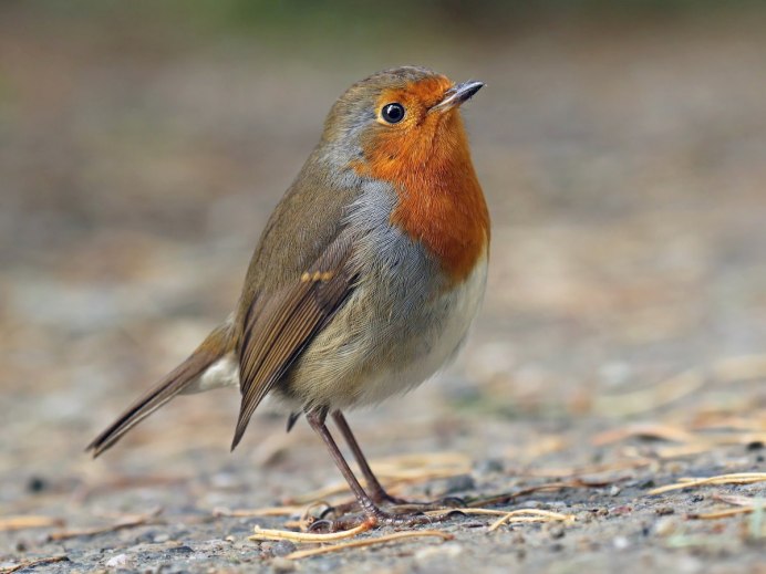 Turdus rufiventris