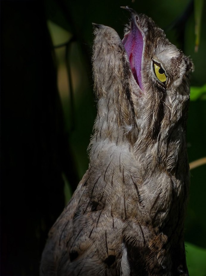 Great Potoo