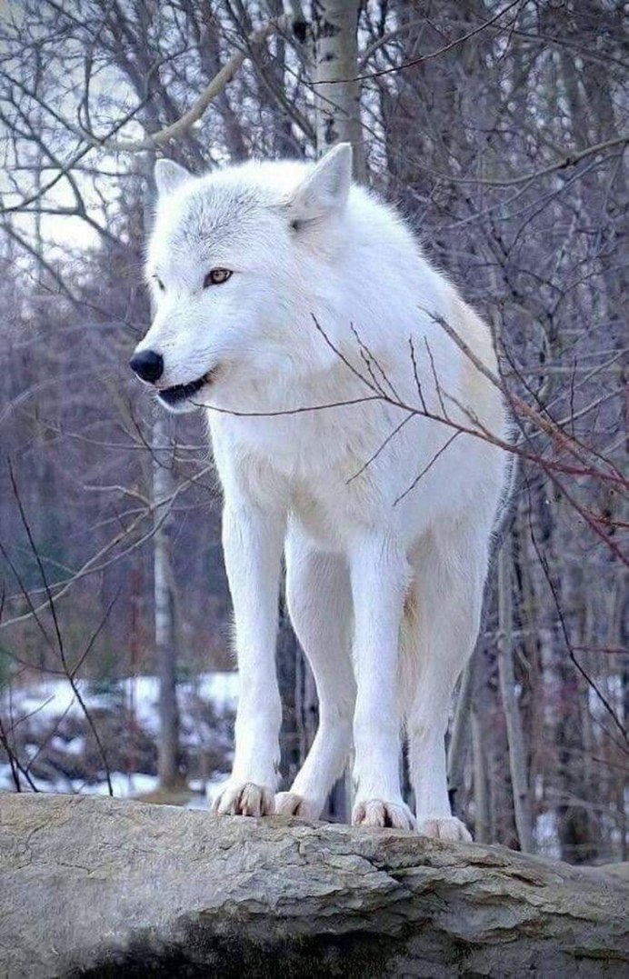 Волк альбинос