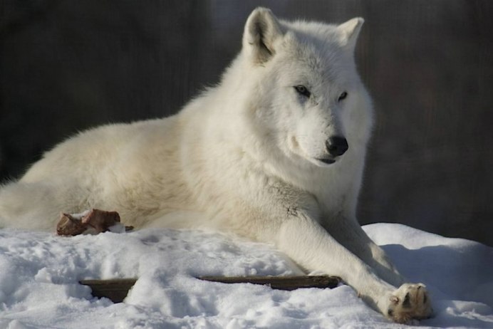Canis Lupus tundrarum
