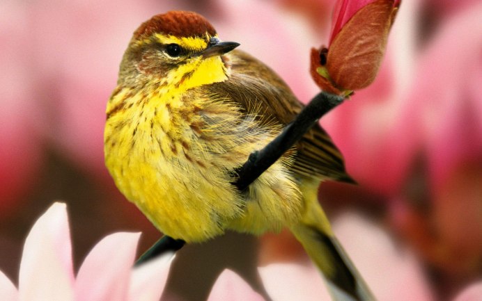 Китайский Соловей Leiothrix lutea