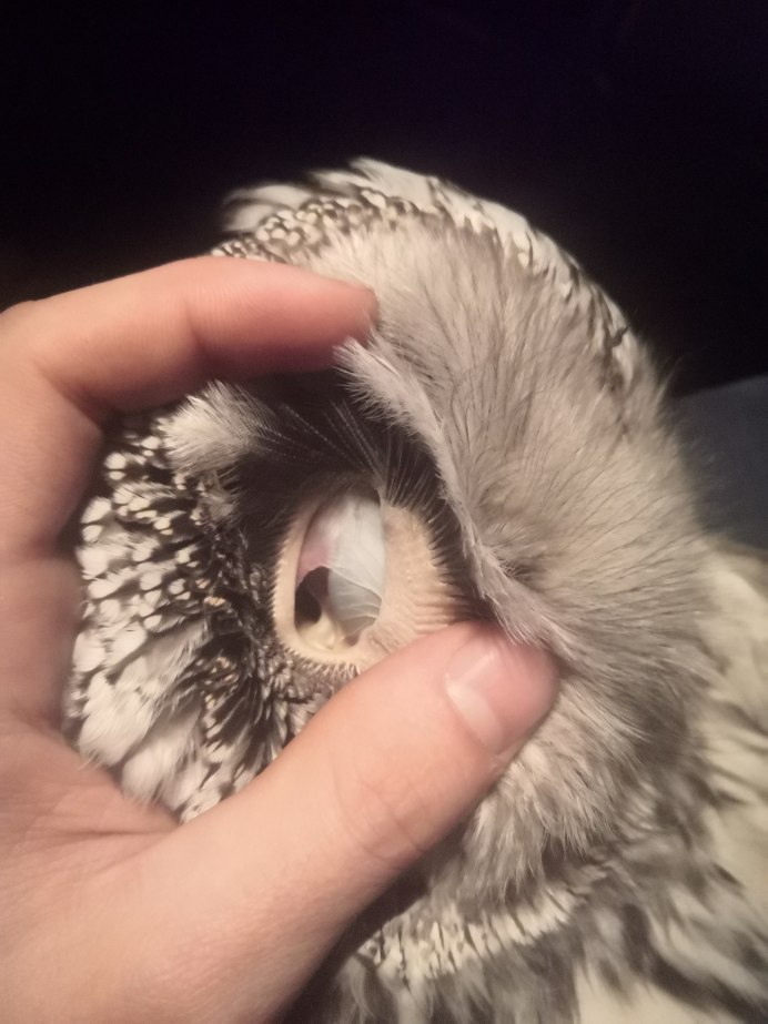 У Совы через ухо видно глаз