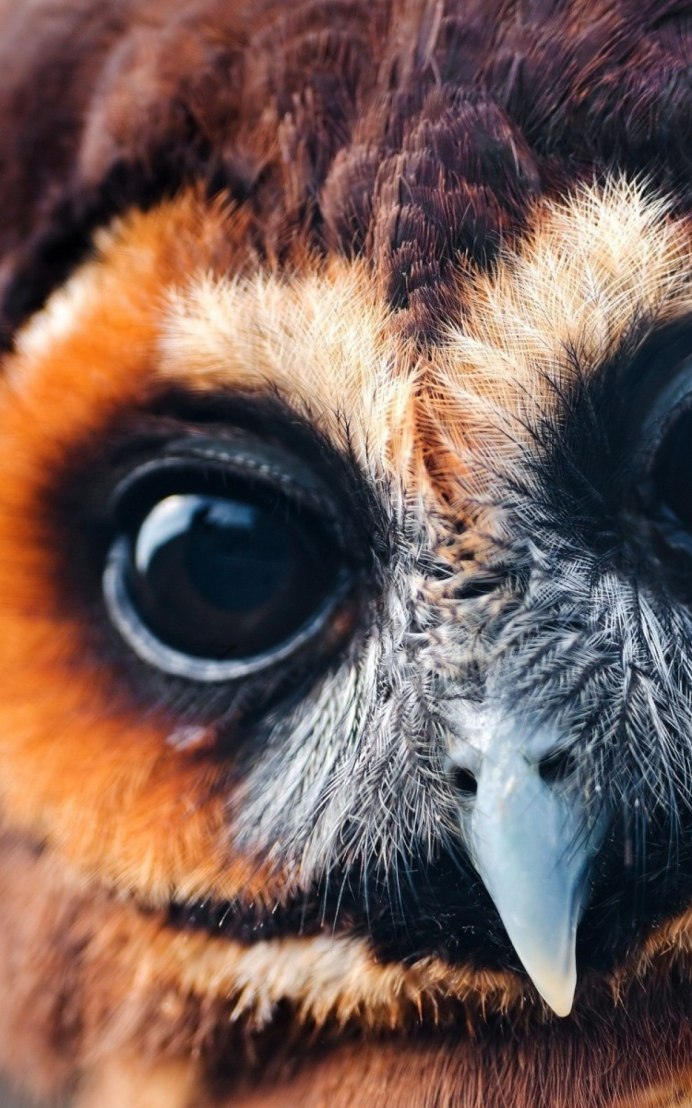 Мадагаскарская ушастая Сова