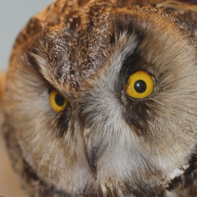 Совиные перьевые уши