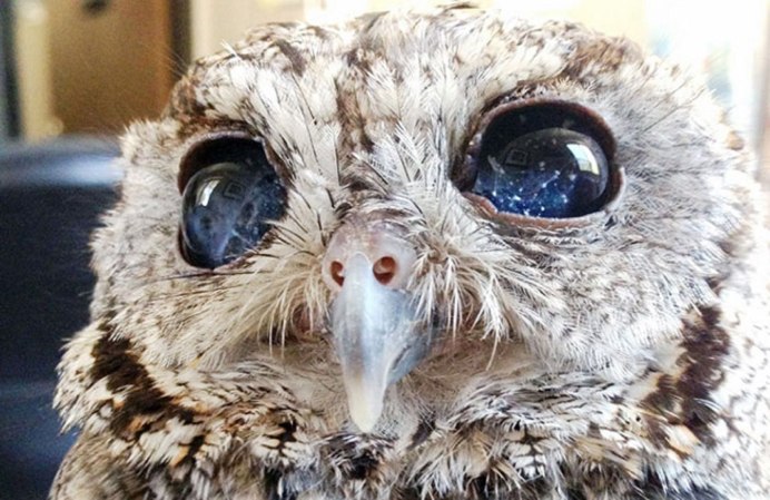 Клюв ушастой Совы