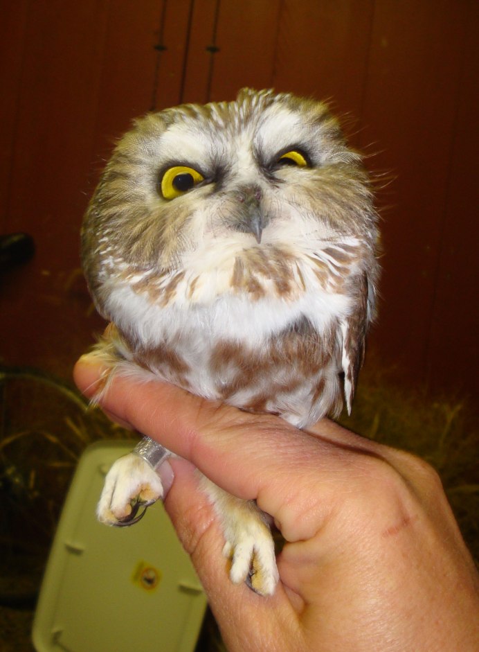 Непальский Филин