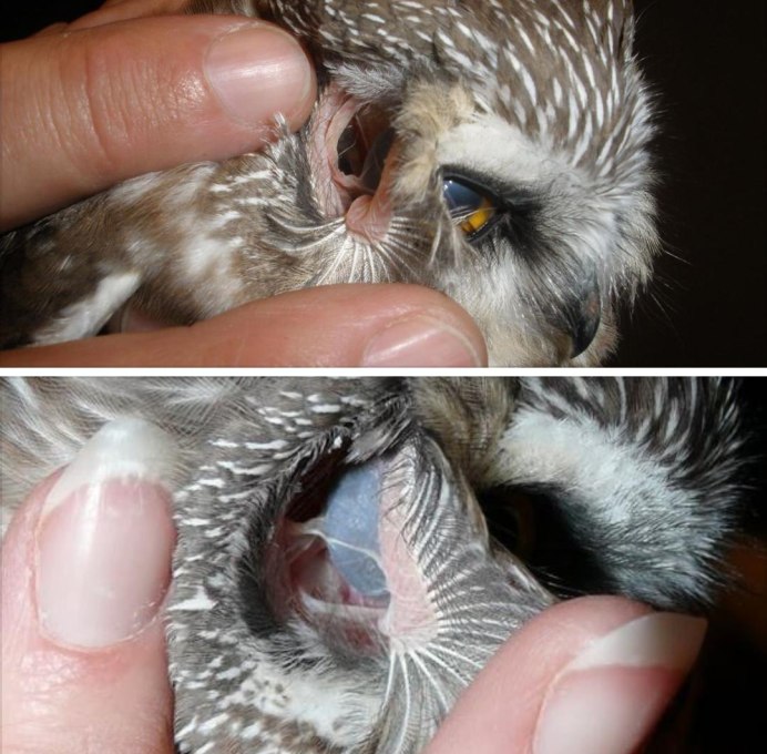 Ушные раковины у Совы