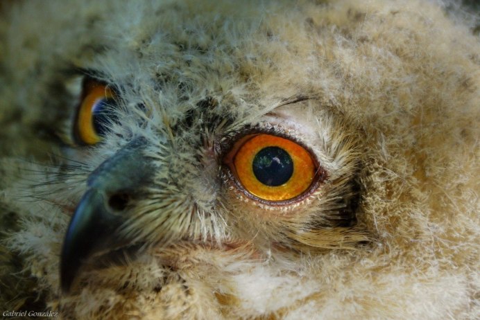 Ушастая Сова