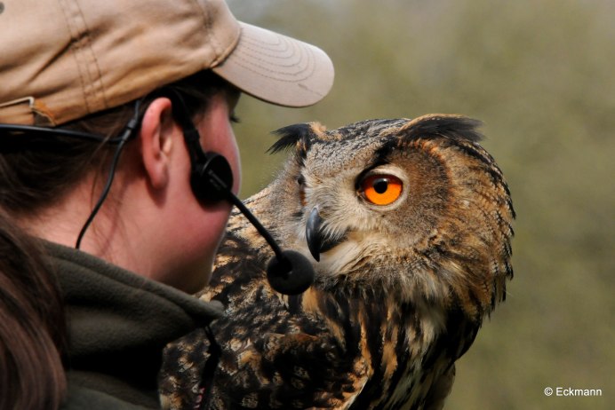 Ушастая Сова Крылья