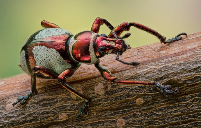 Азиатская Божья коровка (Harmonia axyridis)