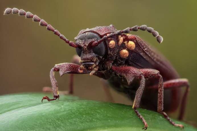 Жук нарывник. (Meloidae)