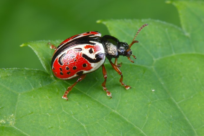 Двенадцатиточечная Божья коровка (Coleomegilla maculata)