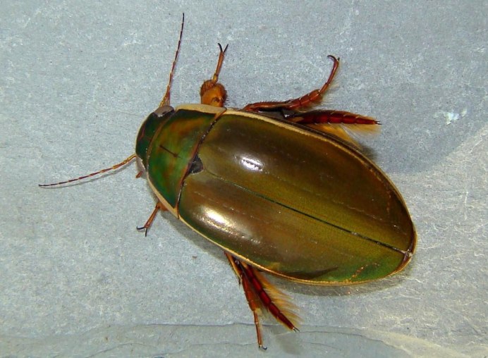 Dytiscus dimidiatus