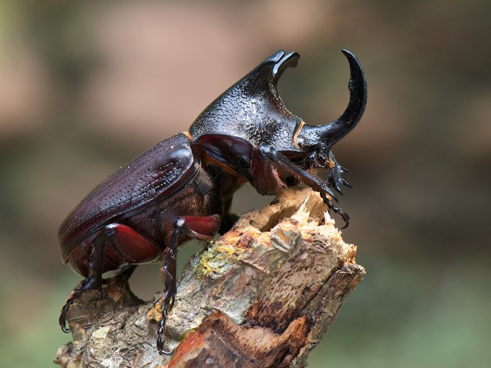 Malachius aeneus
