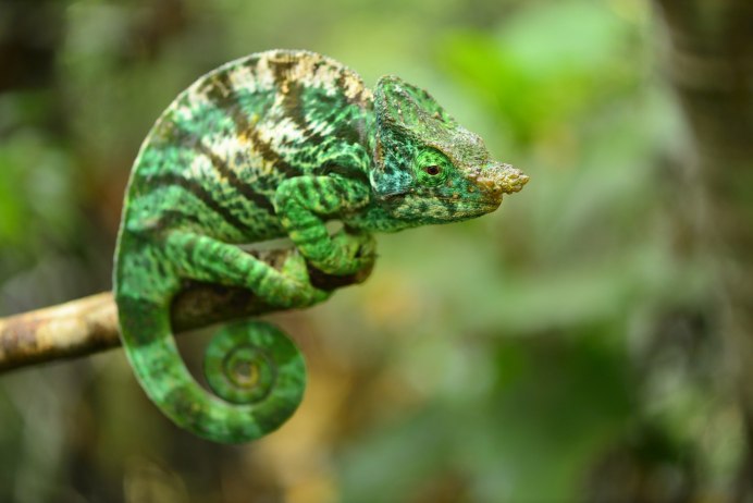 Хамелеоны Furcifer