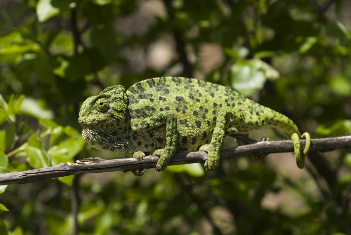 Хамелеон пантерный - Furcifer pardalis